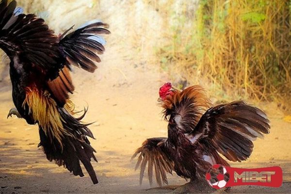 huong dan ca cuoc da ga MIBET da ga online la gi Cá cược đá gà luôn là hình thức cá độ thu hút lượng người theo dõi lớn