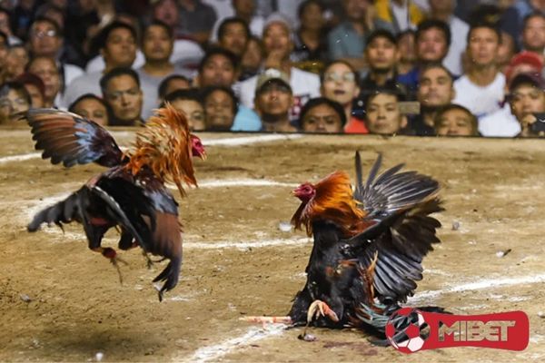 huong dan ca cuoc da ga MIBET dat cuoc Người chơi được phép lựa chọn tham gia đá gà cá cược hoặc không