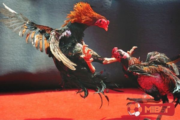huong dan ca cuoc da ga MIBET tai sao nen tham gia Dịch vụ đá gà tại MIBET rất đáng để trải nghiệm thử với những ưu điểm hoàn hảo